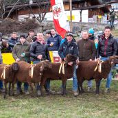 Gruppensieger Vereinsausstellung Braunes Bergschaf Tirol 2020 (17)